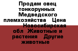 Продам овец тонкорунных, Медведского племхозяйства › Цена ­ 5 000 - Новосибирская обл. Животные и растения » Другие животные   